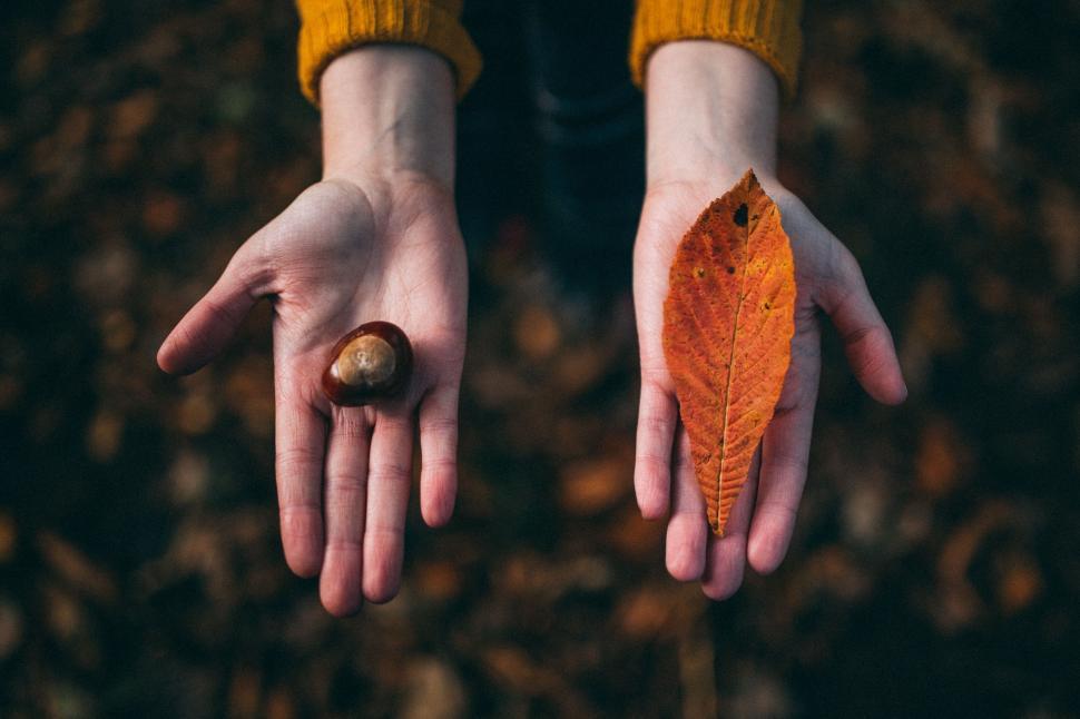 Free Image of Person Holding Leaf and Ball 