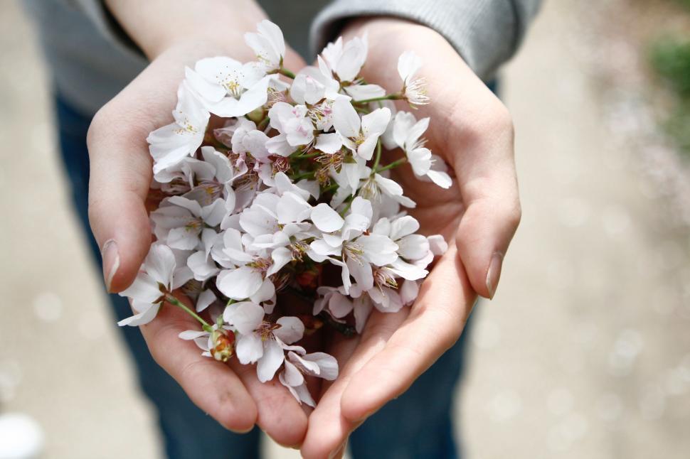 Free Image of Person Holding Bunch of Flowers 
