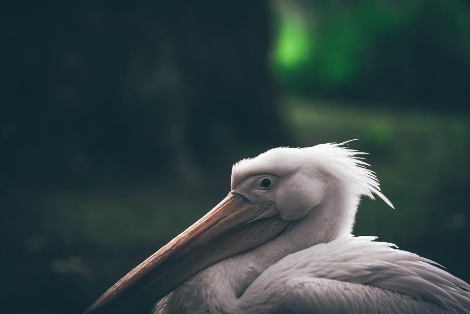 Free Image of White Pelican With a Long Beak 