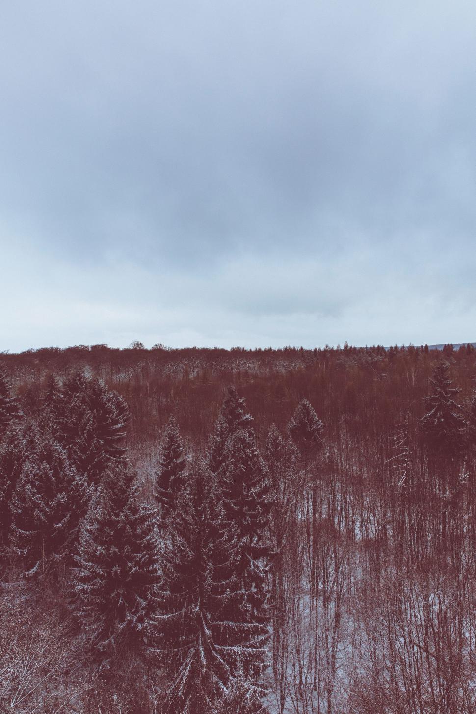 Free Image of Snow Covered Field With Trees in the Distance 