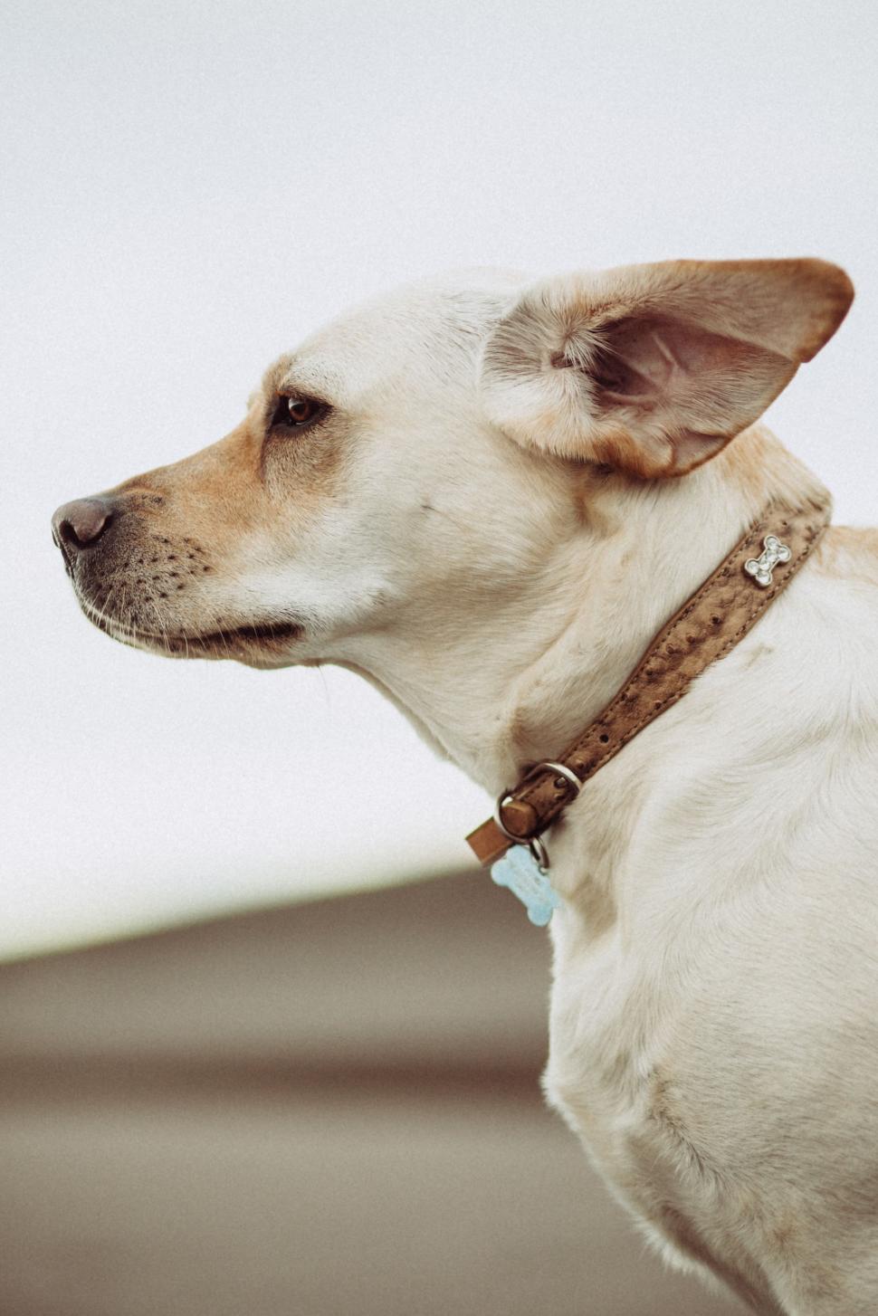 Free Image of White Dog With Brown Collar Looking Into Distance 