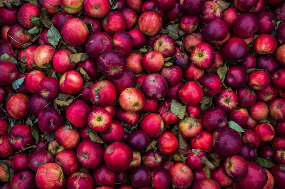 Free Image of Pile of Red Apples With Leaves 