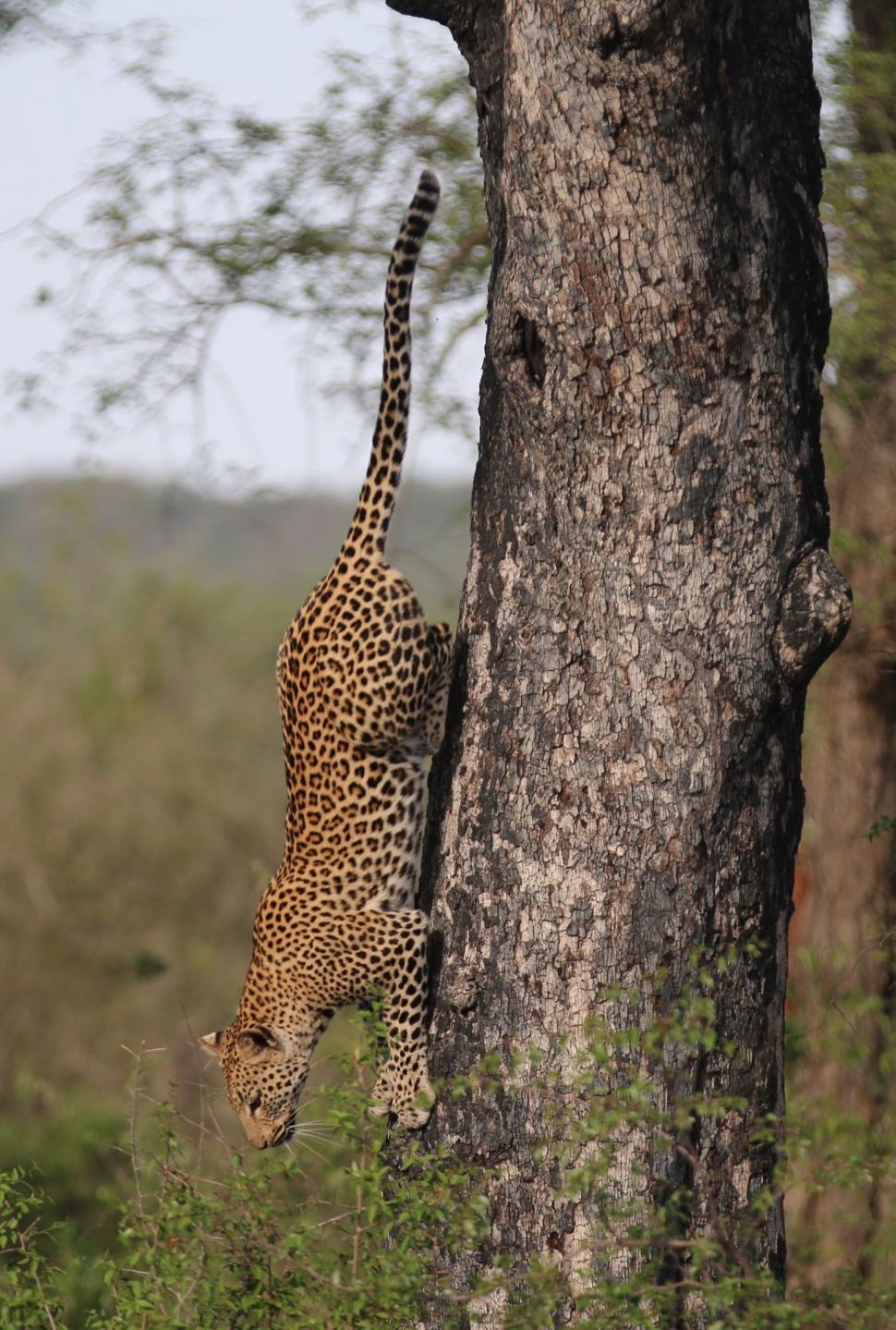 Free Image of Leopard Climbing Up Tree 