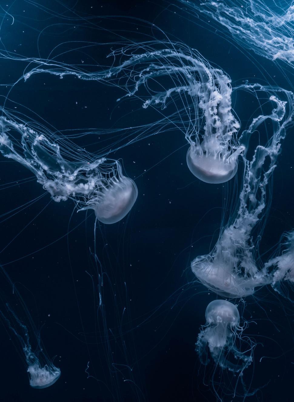 Free Image of Group of Jellyfish Swimming in Water 