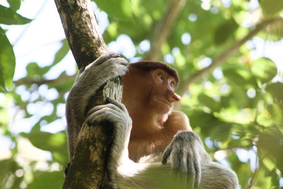 Free Image of Monkey Sitting on Tree Branch in Forest 