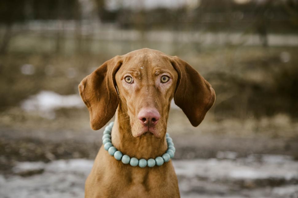 Free Image of Brown Dog Wearing Blue Beaded Collar 