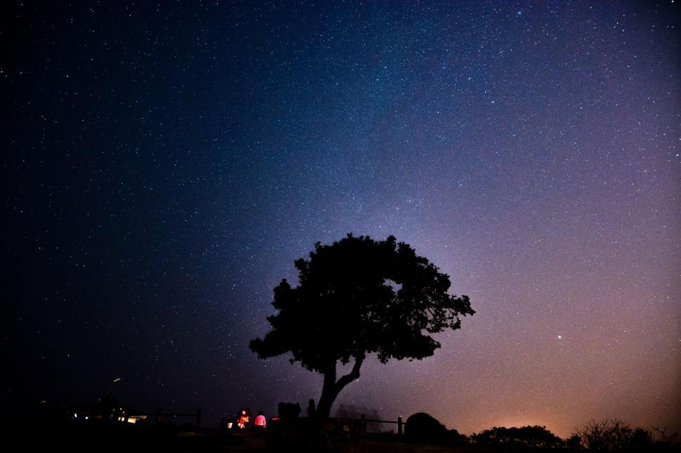 Free Image of Tree Silhouetted Against Night Sky 