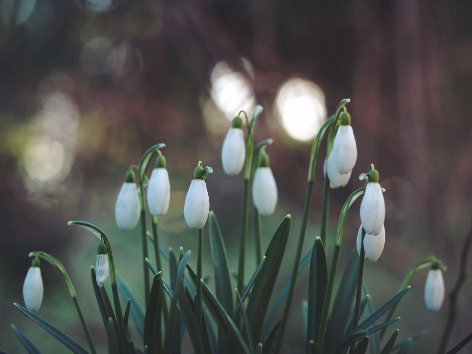 Free Image of Snowdrops Blooming in Grass 