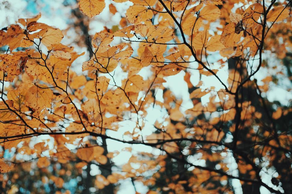 Free Image of Close Up of a Tree With Yellow Leaves 