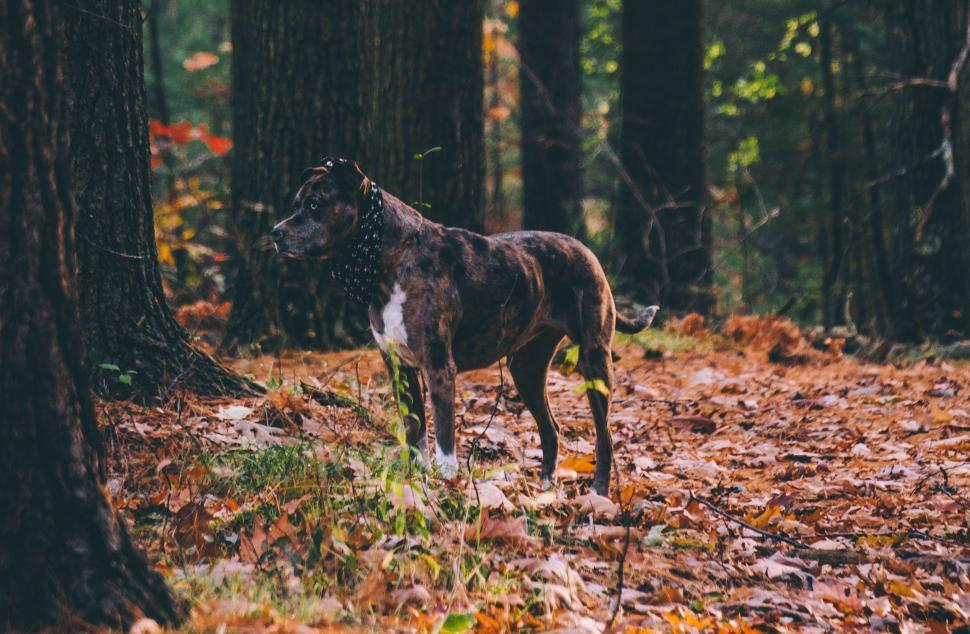 Free Image of Dog Standing in Middle of Forest 