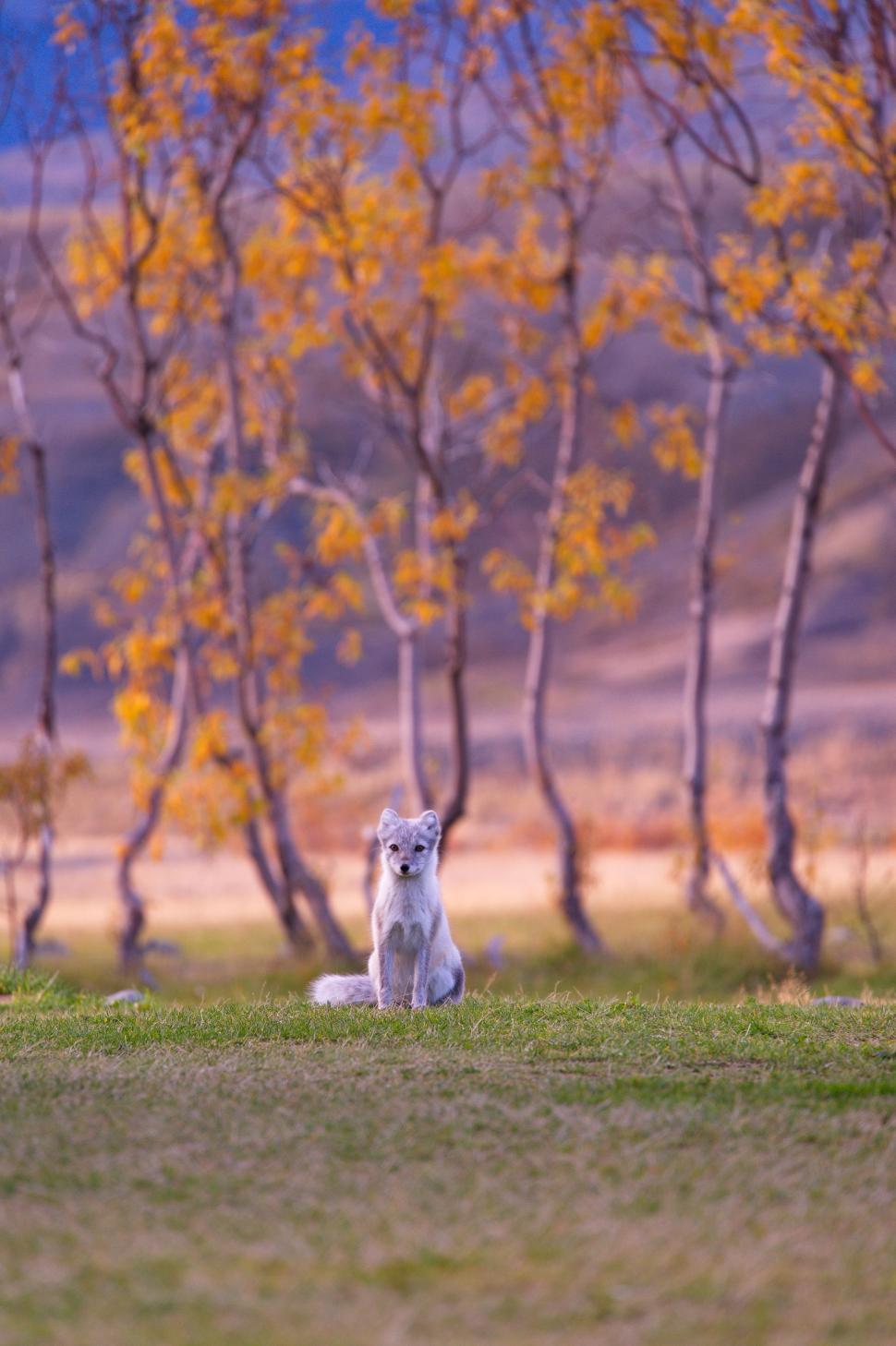 Free Image of Cat Sitting in Grass in Front of Trees 