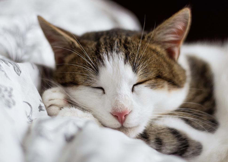 Free Image of Close-Up of Cat Sleeping on Bed 