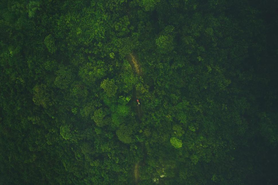 Free Image of Aerial View of Lush Green Forest 