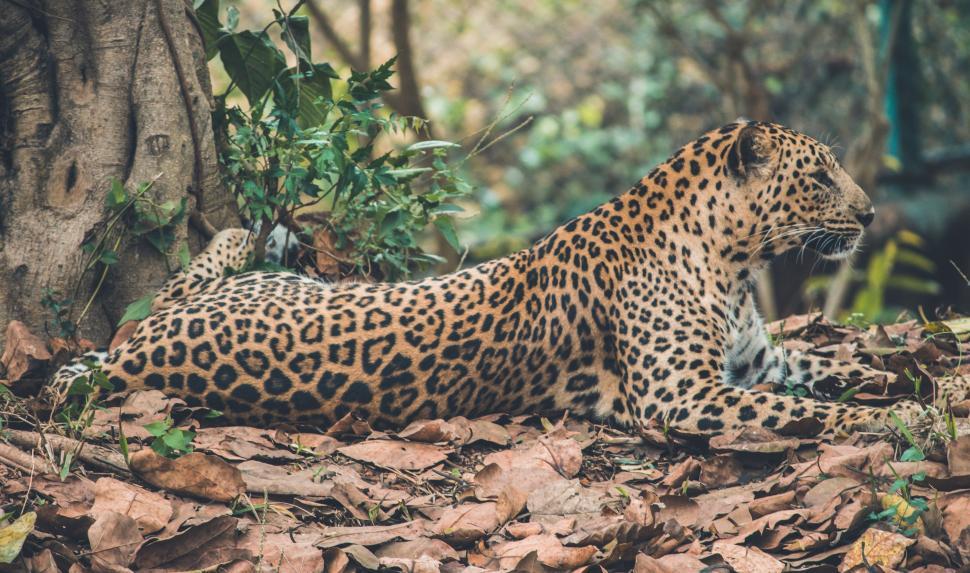 Free Image of Leopard Resting Beside Tree 