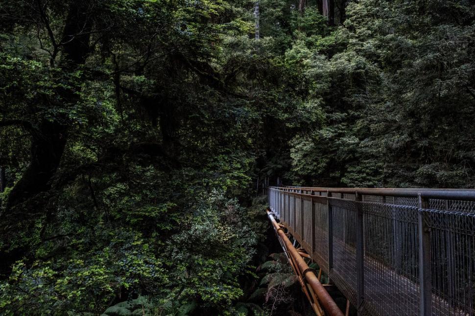 Free Image of Suspension Bridge Across Forest 