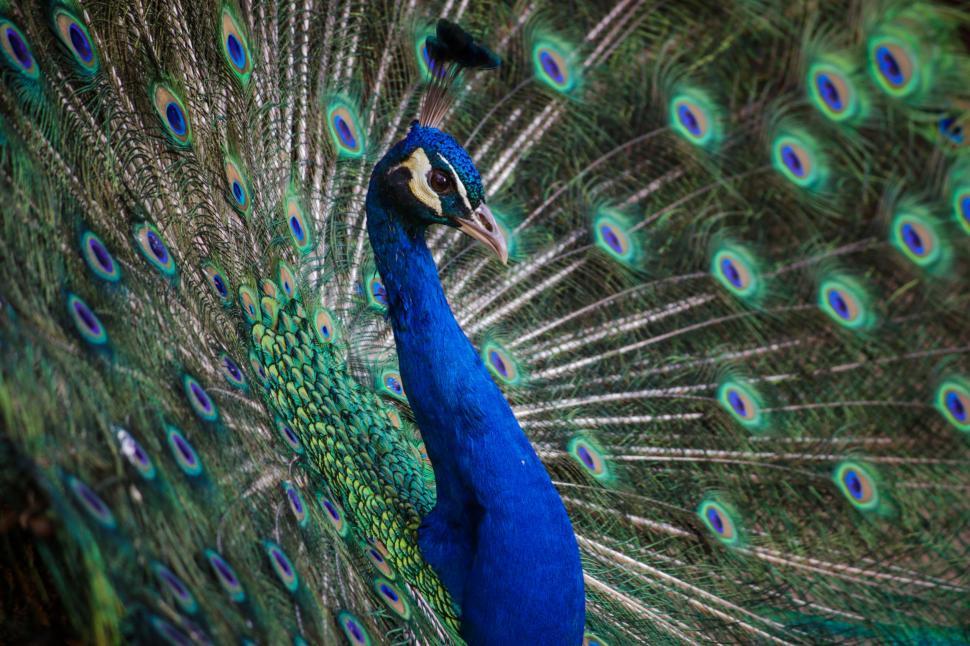 Free Image of Majestic Peacock Displaying Vibrant Feathers 