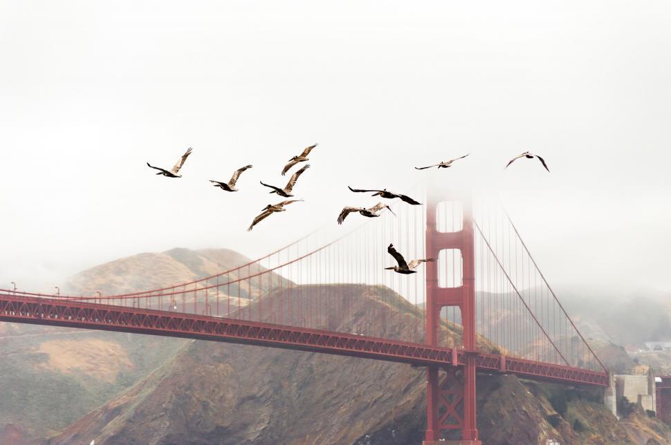 Free Image of A Flock of Birds Flying Over the Golden Gate Bridge 