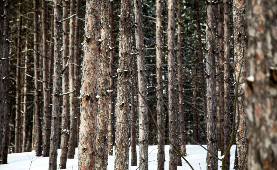 Free Image of Man Snowboarding Through Forest Filled With Trees 
