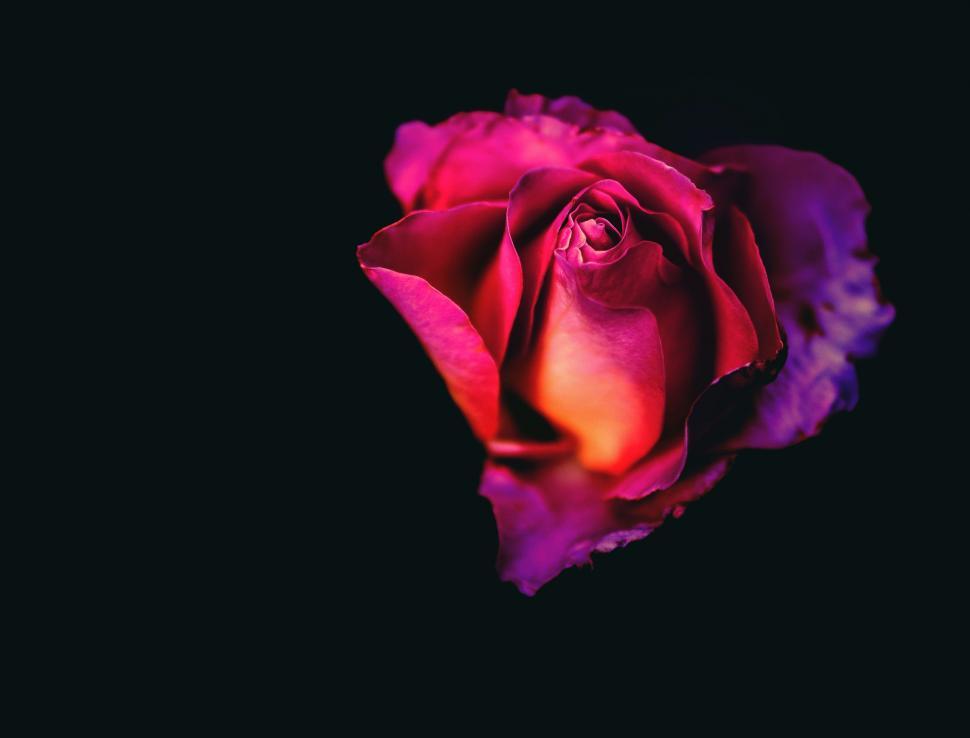 Free Image of Pink Rose Against Black Background 