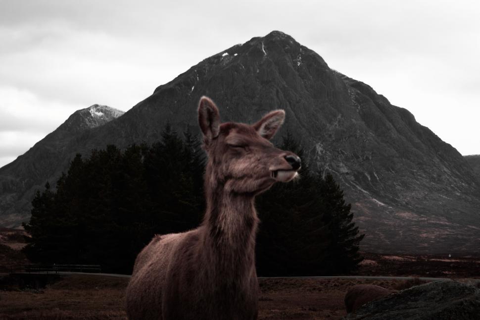 Free Image of Large Animal Standing in Front of Mountain 