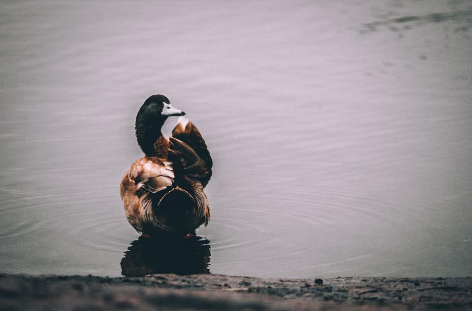 Free Image of Duck Standing in Water With Head Submerged 
