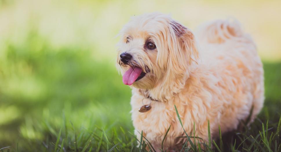 Free Image of Dog Standing in Grass With Tongue Out 