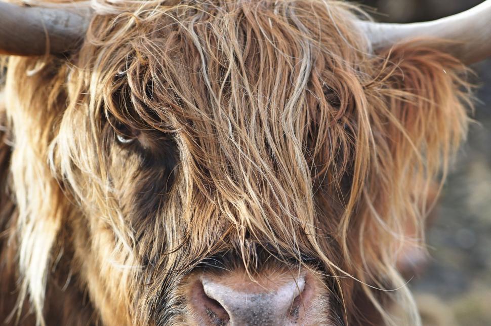 Free Image of Close Up of a Cow With Long Hair 