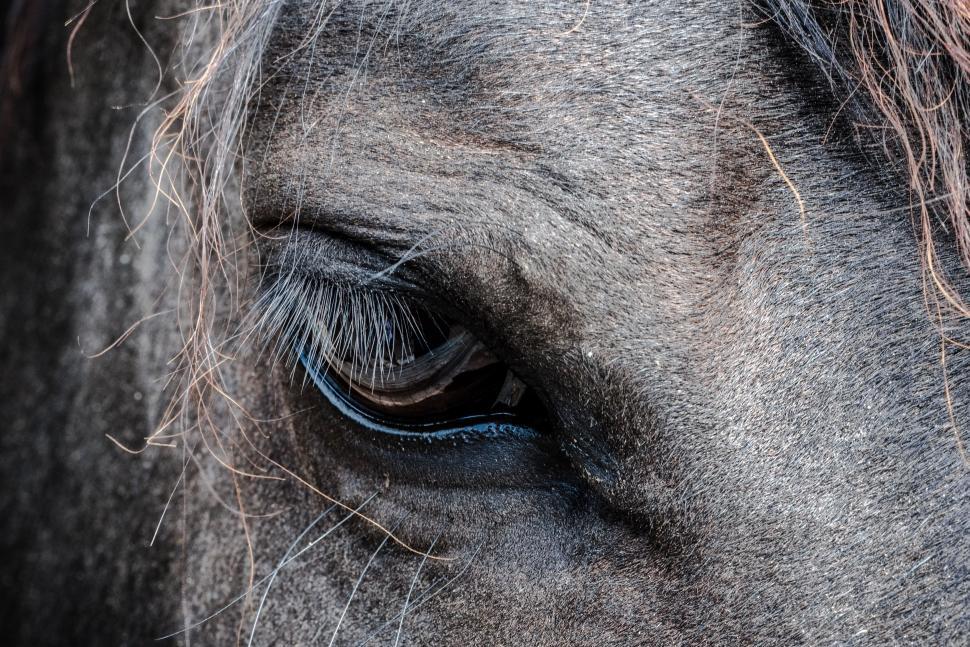 Free Image of Close Up of a Black and White Horses Eye 
