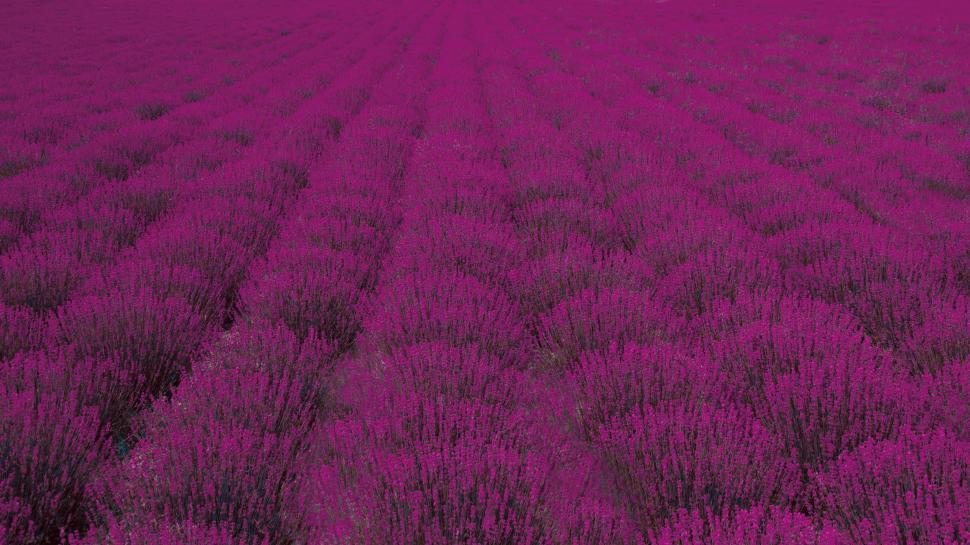 Free Image of Aerial View of Lavender Field 