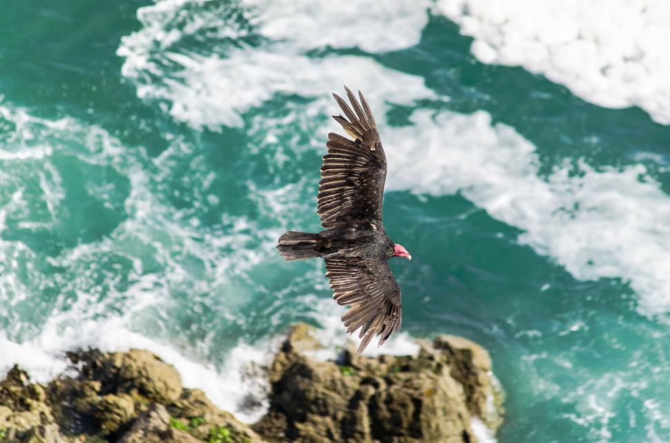 Free Image of Bird Flying Over Ocean Next to Rocky Cliff 