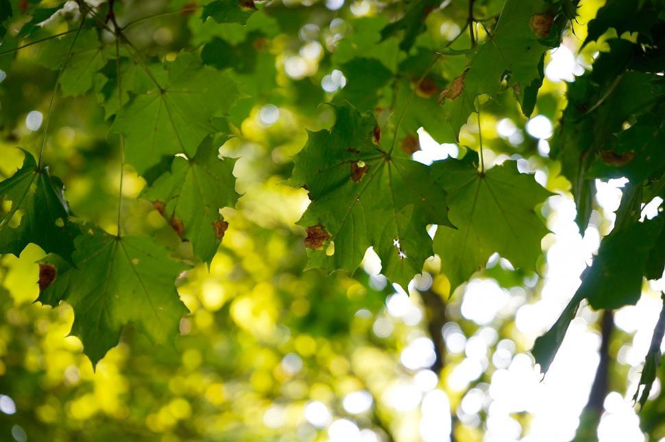 Free Image of Sunlit Tree Leaves 