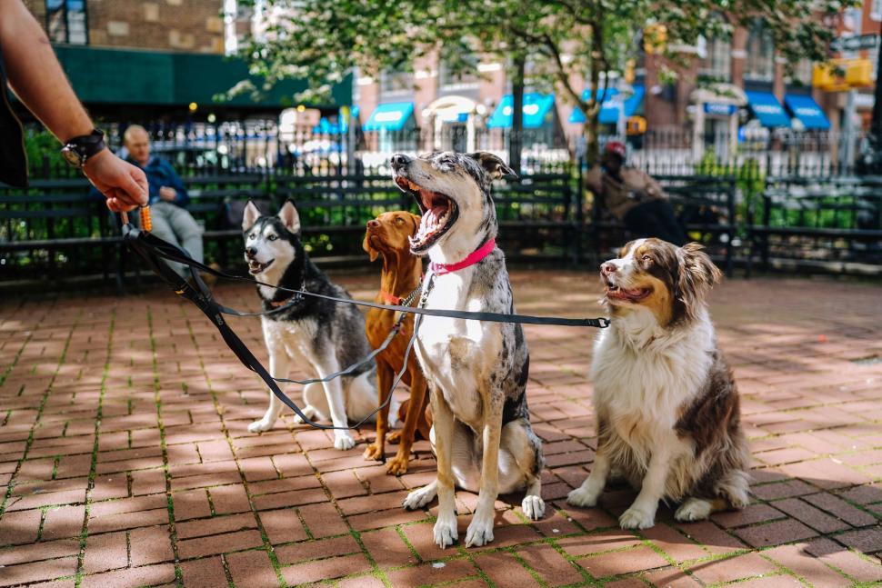 Free Image of Group of Dogs on Leashes 
