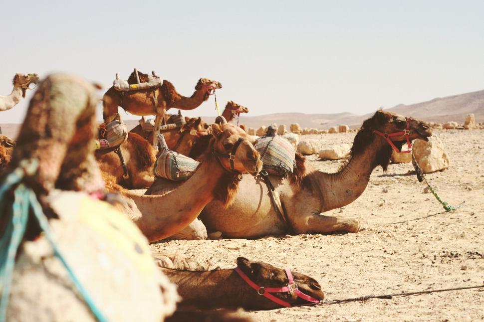 Free Image of A Group of Camels Laying Down in the Desert 