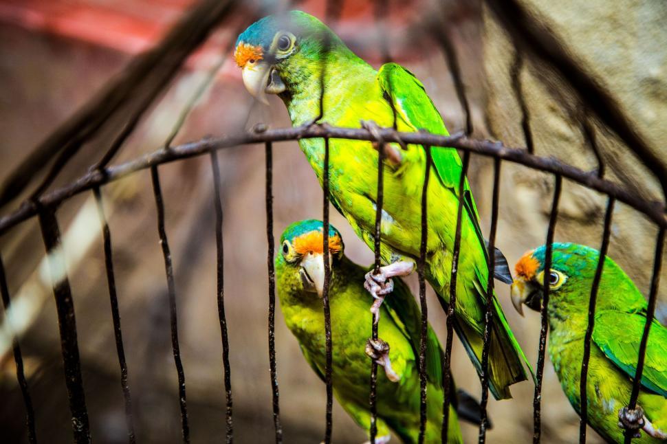 Free Image of Green Birds Perched on Top of Cage 