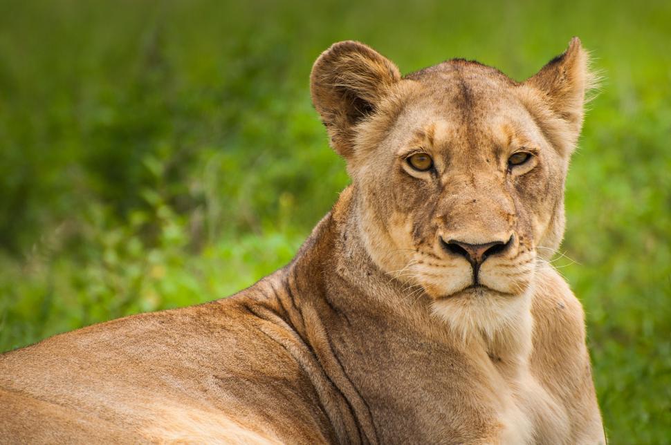Free Image of Lion Laying in Grass Close Up 