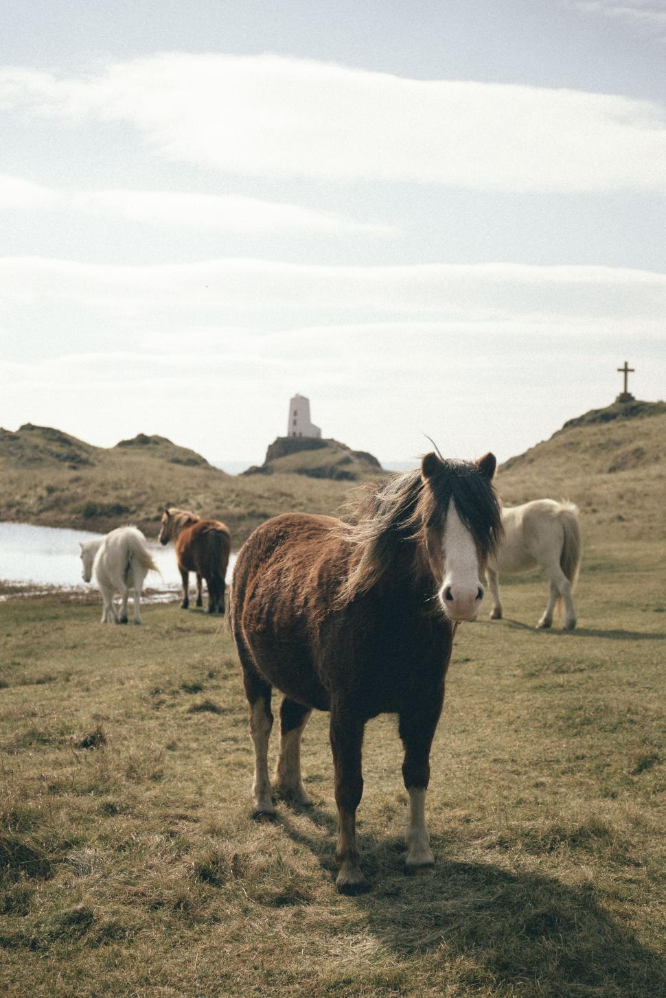 Free Image of Group of Horses Standing on Top of Grass Covered Field 