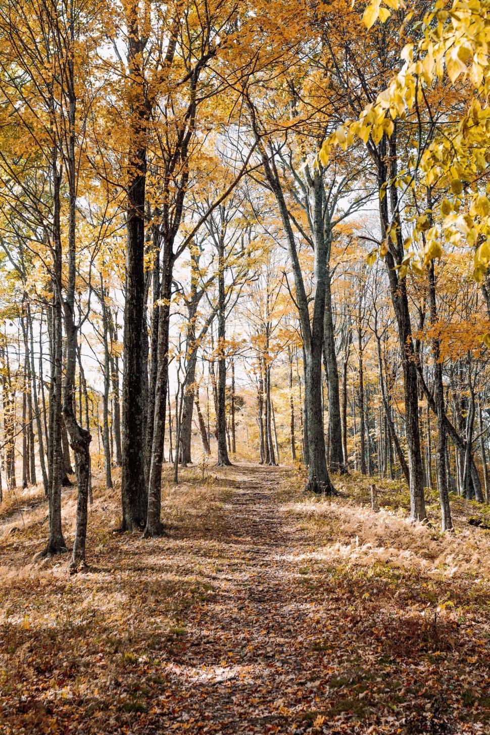 Free Image of Dirt Road Surrounded by Trees With Yellow Leaves 