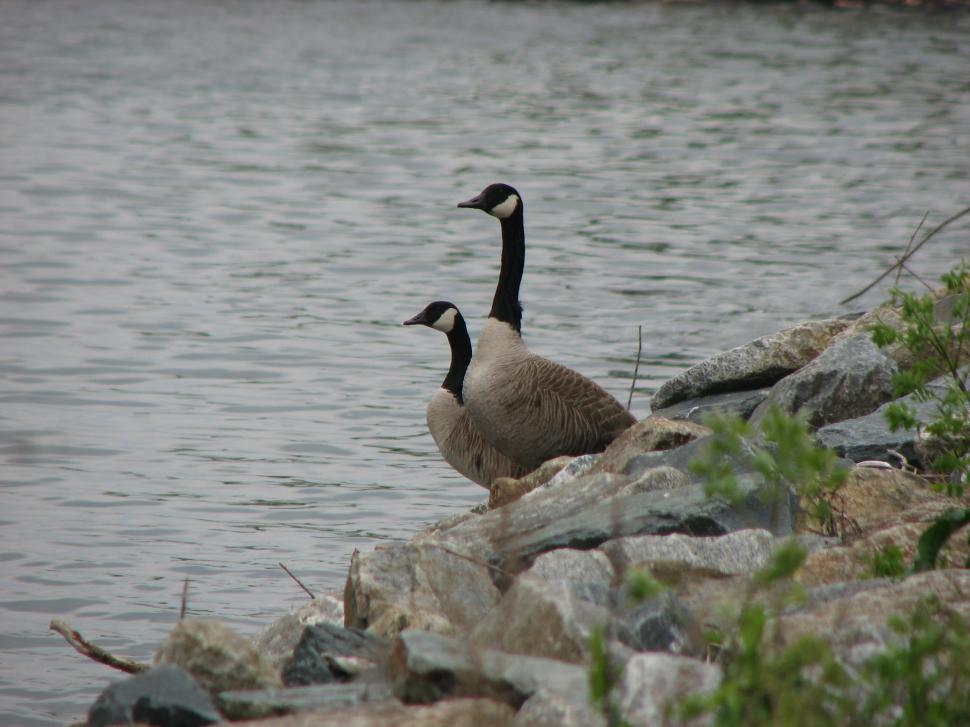 Free Image of Canada Geese on the Susquehanna River 