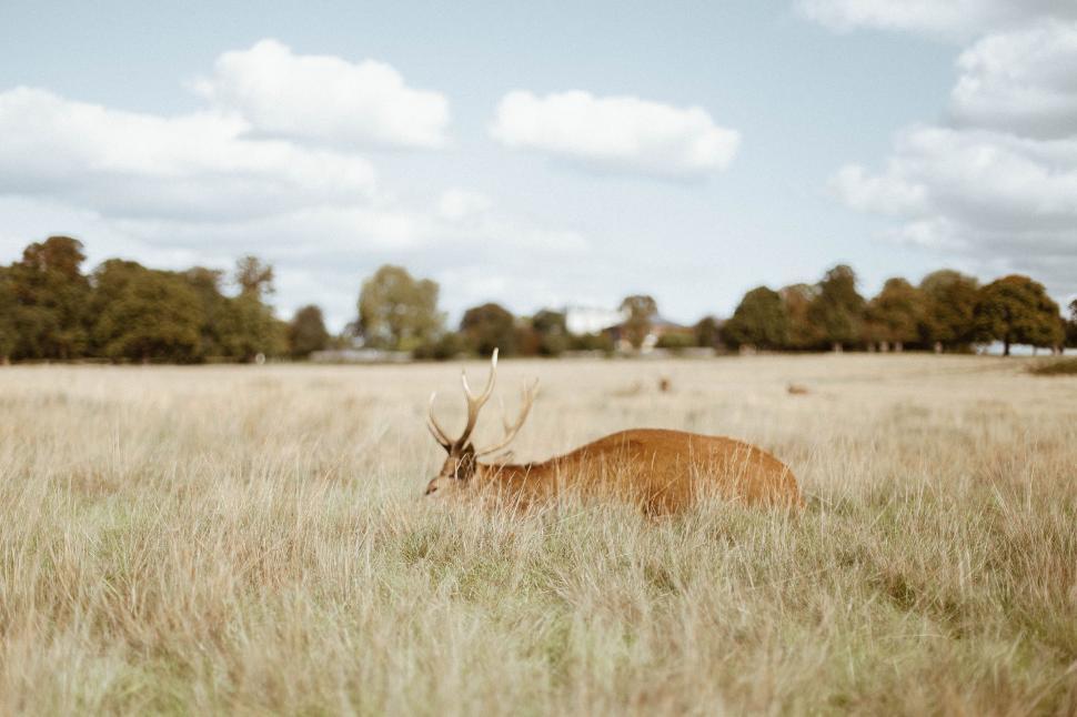 Free Image of Deer Grazing in Field With Trees 