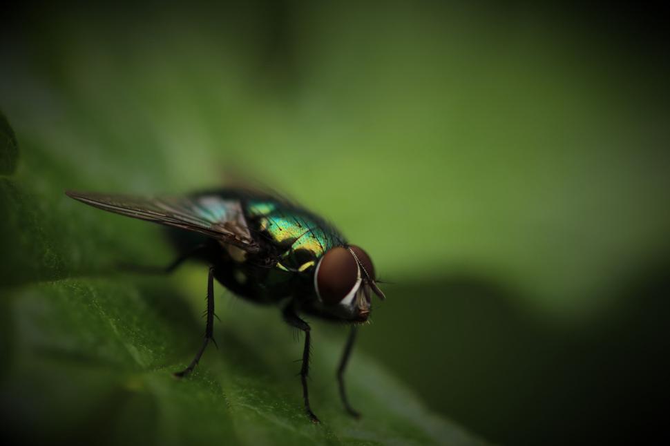 Free Image of Fly Resting on a Green Leaf 
