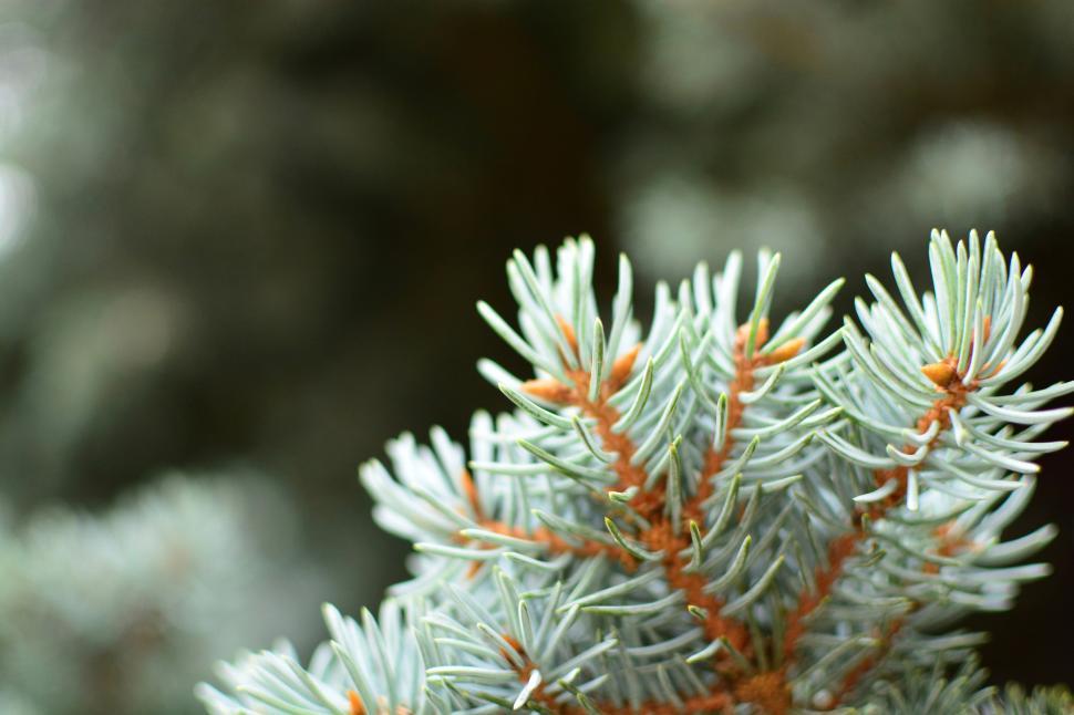 Free Image of Close Up of a Pine Tree With Orange Needles 