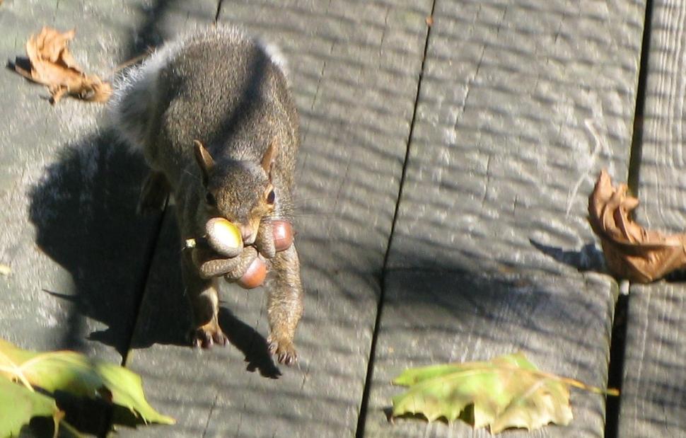 Free Image of squirrel steals acorns 