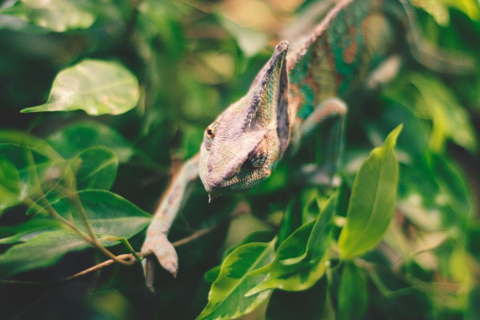 Free Image of Chameleon Sitting on Branch in Tree 