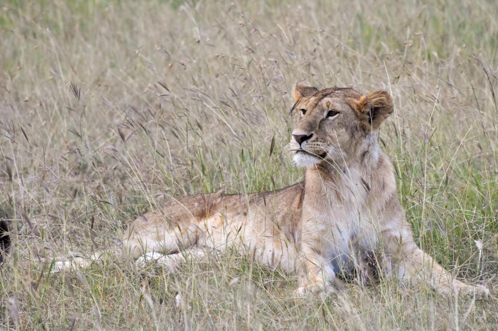 Free Image of A Lion Resting in Tall Grass 