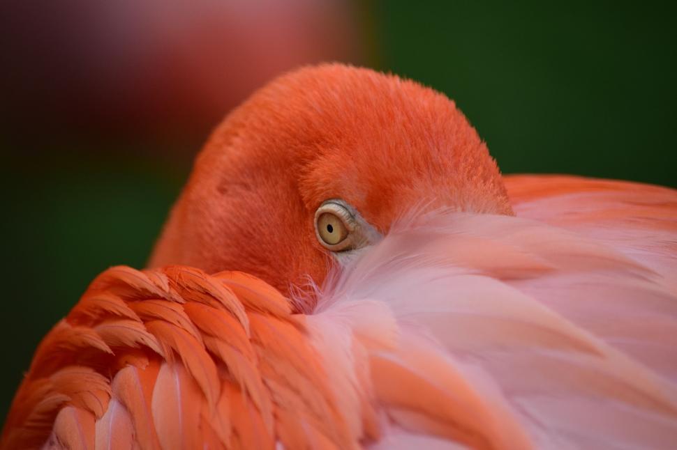 Free Image of Close Up of a Pink and White Bird 