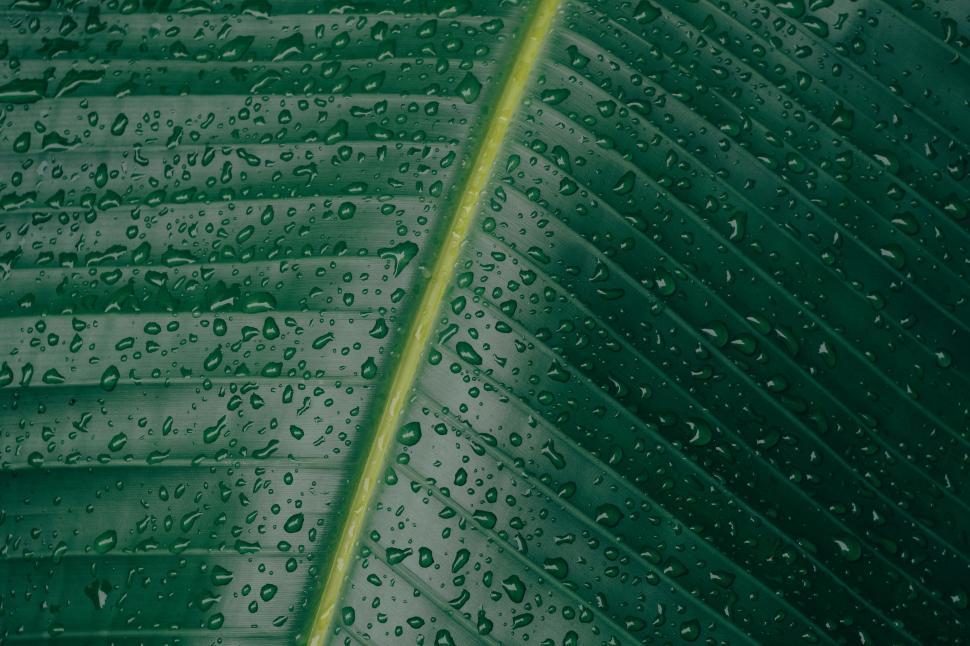 Free Image of Glistening Green Leaf With Water Drops 