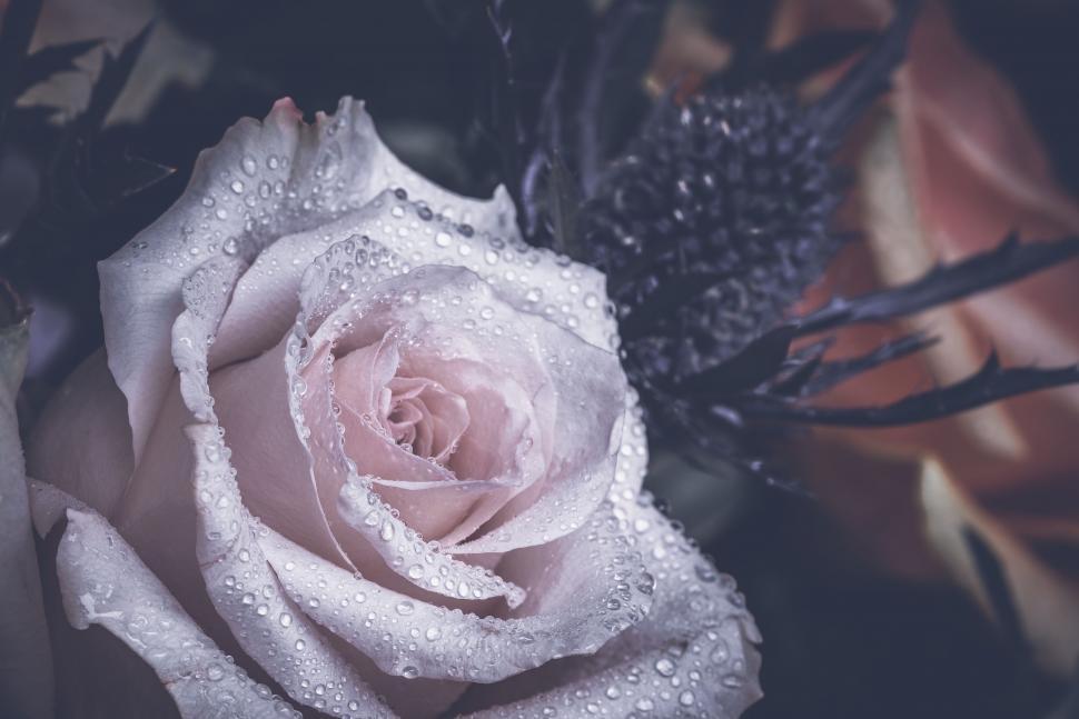 Free Image of White Rose With Water Droplets 
