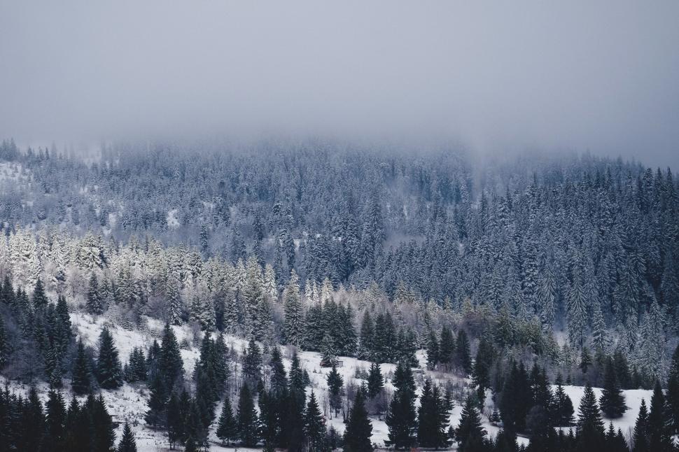 Free Image of Snow-Covered Mountain With Trees in Foreground 