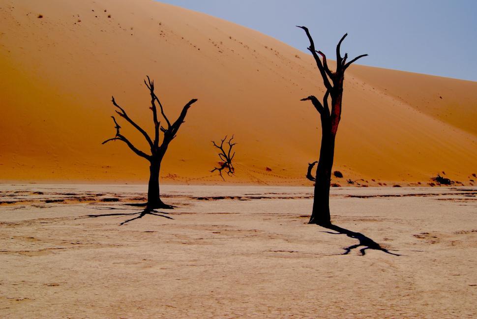 Free Image of Three Dead Trees Standing in Desert 