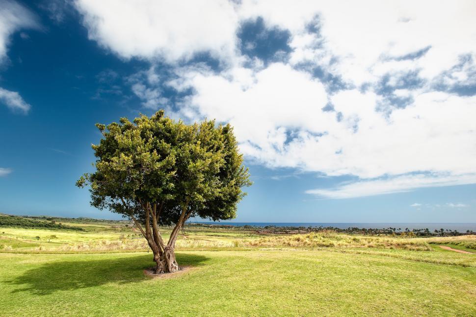 Free Image of Lone Tree in Grass Field Under Blue Sky 
